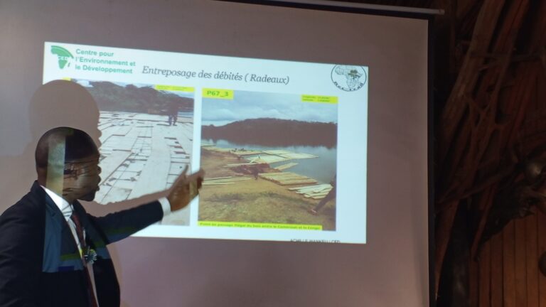 Exploitation illégale : Le CED révèle l’ampleur du pillage forestier entre le Cameroun et le Congo