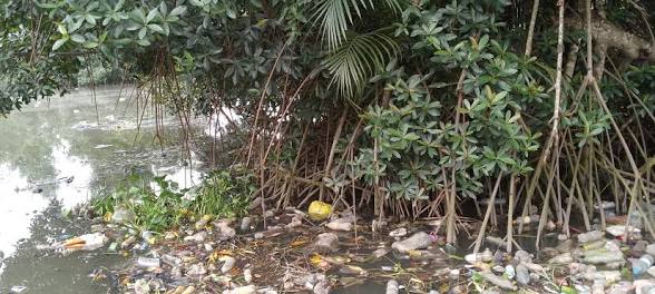 Mangroves camerounaises : sauver la forêt, préserver les communautés