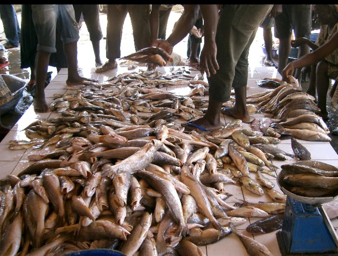 Pêche illicite au Cameroun : Le poison qui menace les assiettes et la santé des consommateurs